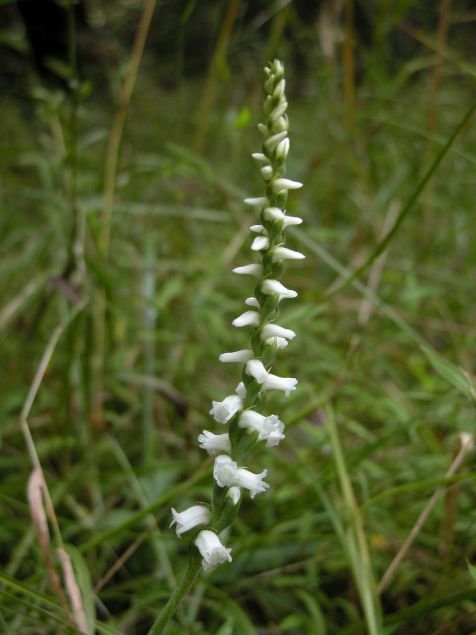 Appalachian Ladies' Tresses