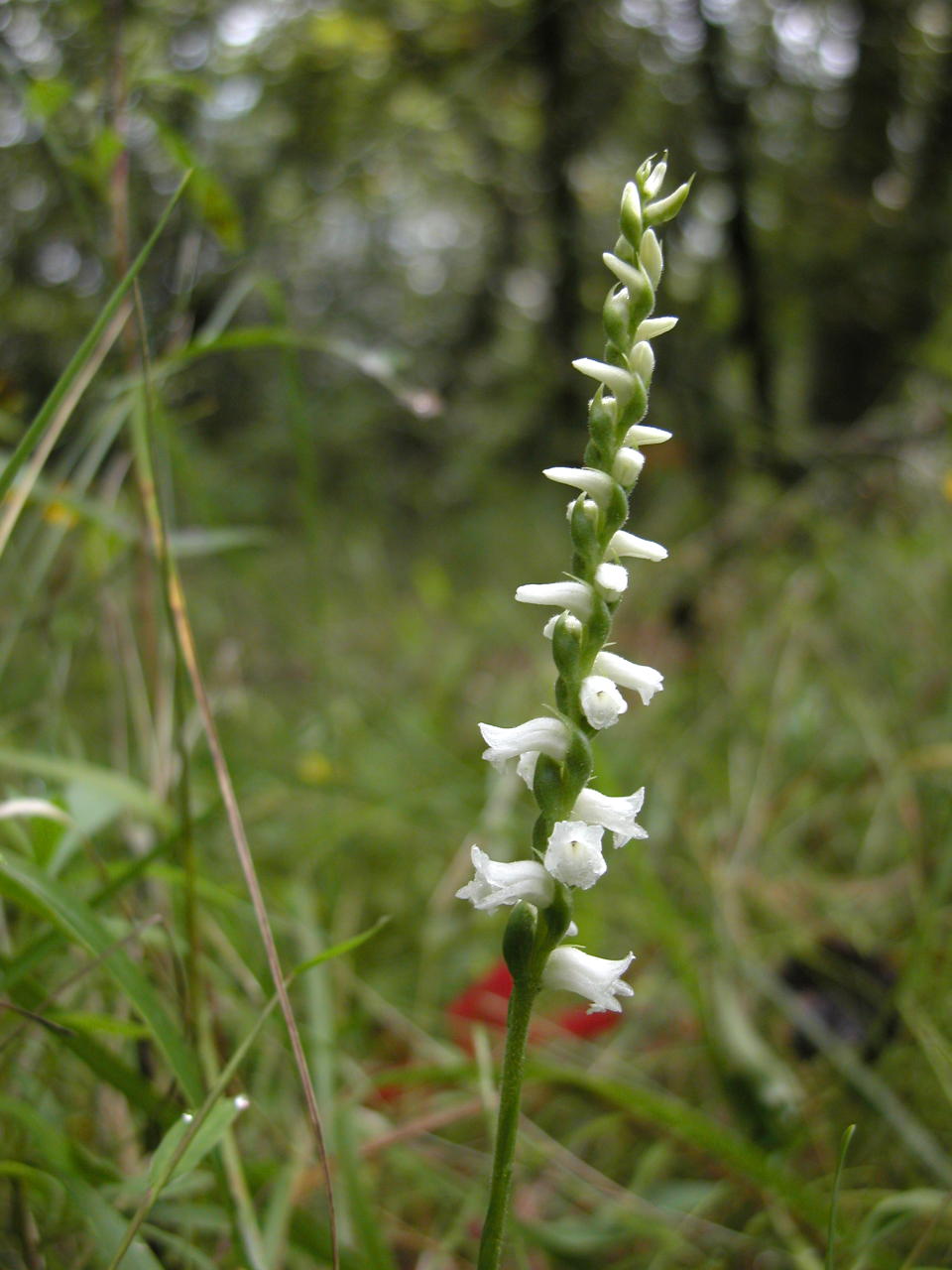 Appalachian Ladies' Tresses