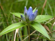 Gentiana andrewsii