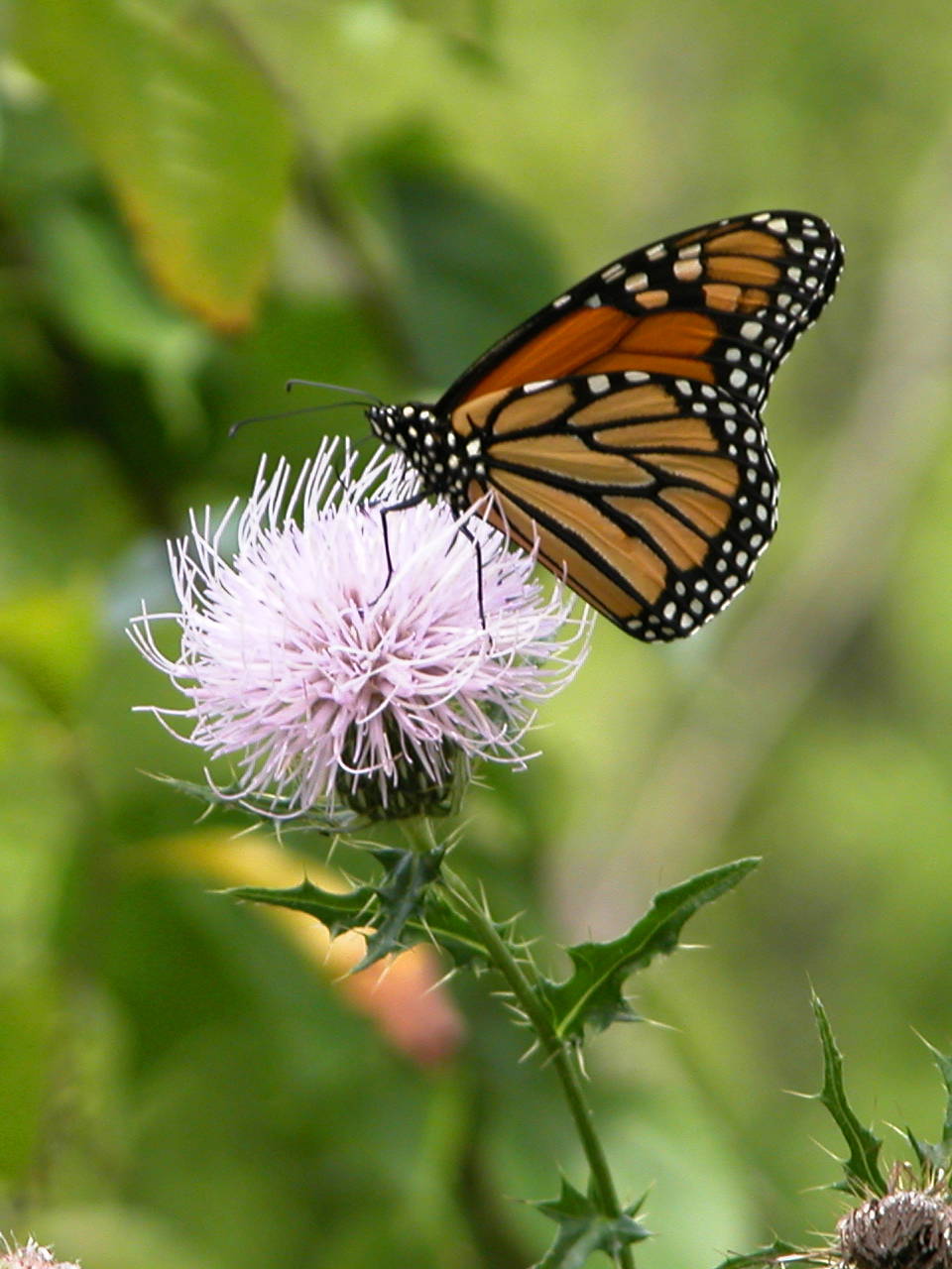 Monarch Butterfly on Field Thistle