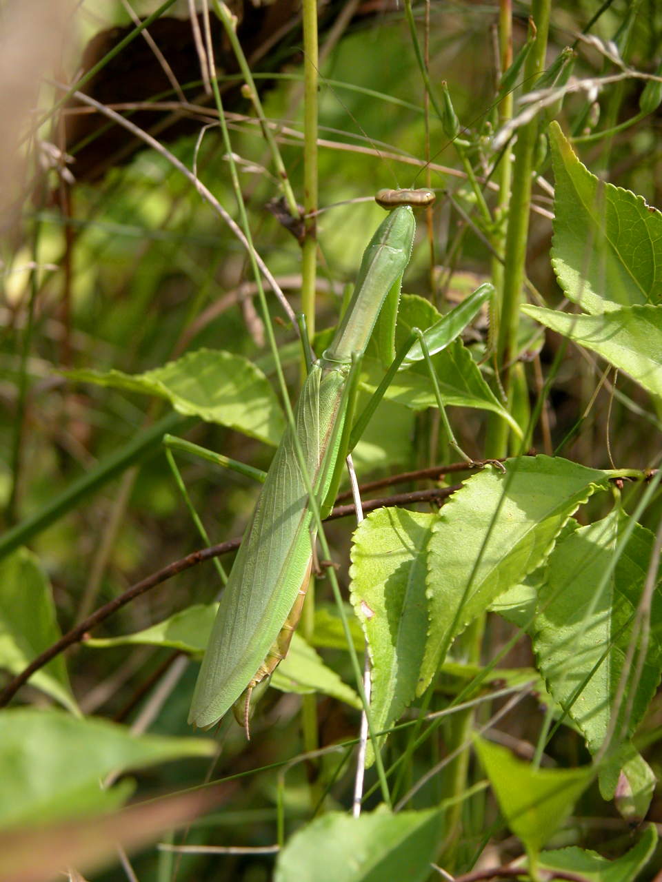 Preying Mantis