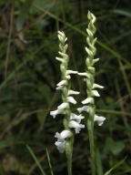 Spiranthes arcisepala