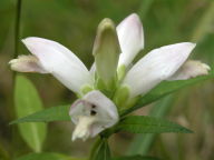 White Turtlehead