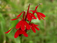 Lobelia cardinalis