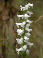 Spiranthes cernua