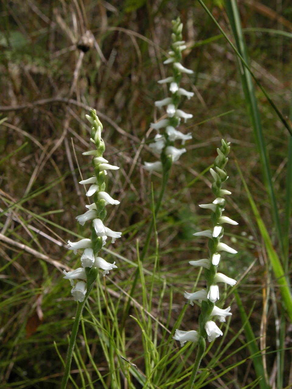 Appalachian Ladies' Tresses