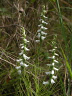 Spiranthes arcisepala