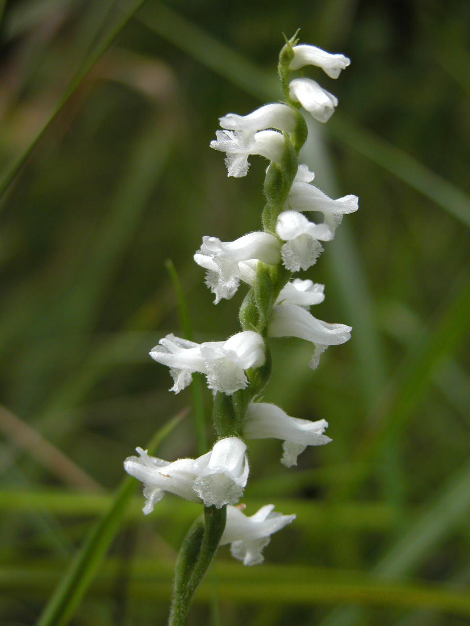 Nodding Ladies' Tresses