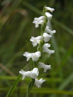 Spiranthes cernua