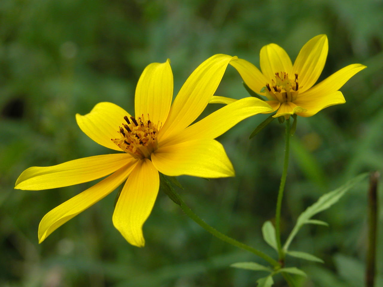 Northern Tickseed Sunflower