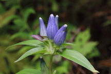 Gentiana andrewsii