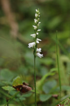 Spiranthes arcisepala