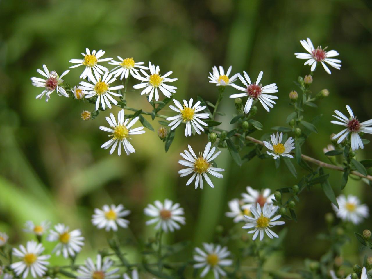 Small White Aster