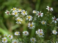 Small White Aster