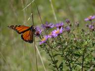 Symphyotrichum novae-angeliae