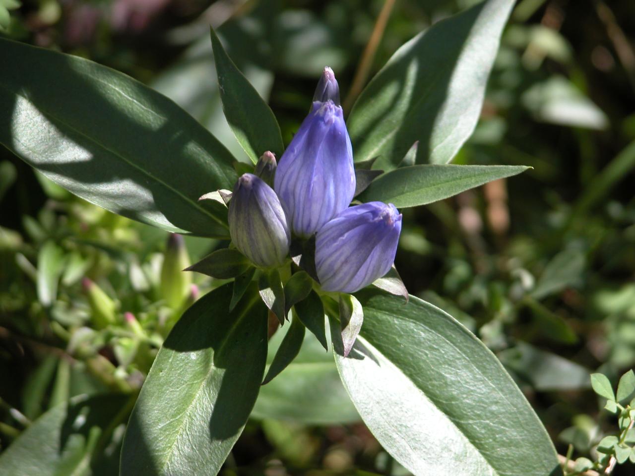 Prarie Closed Gentian