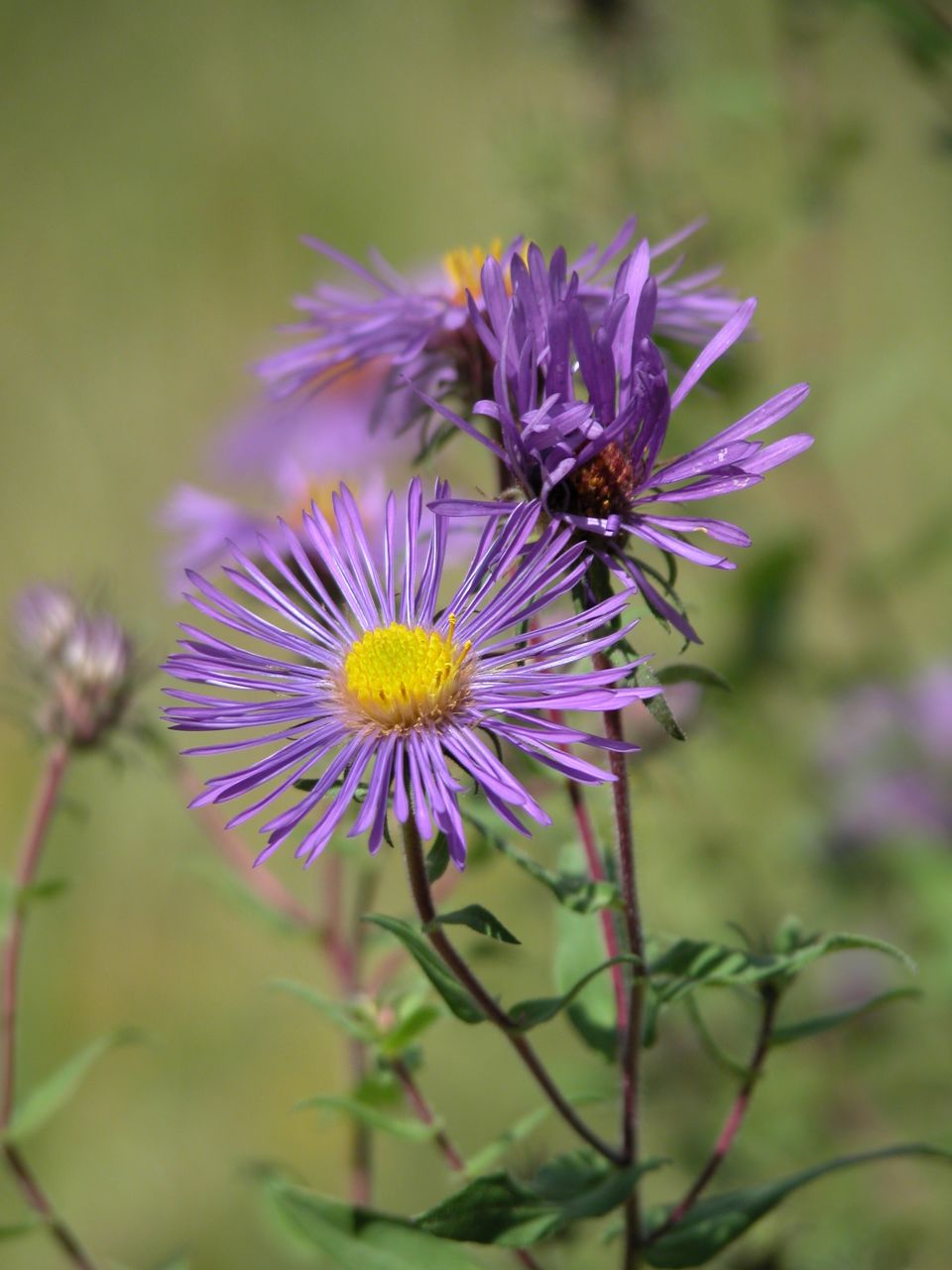 New England Aster