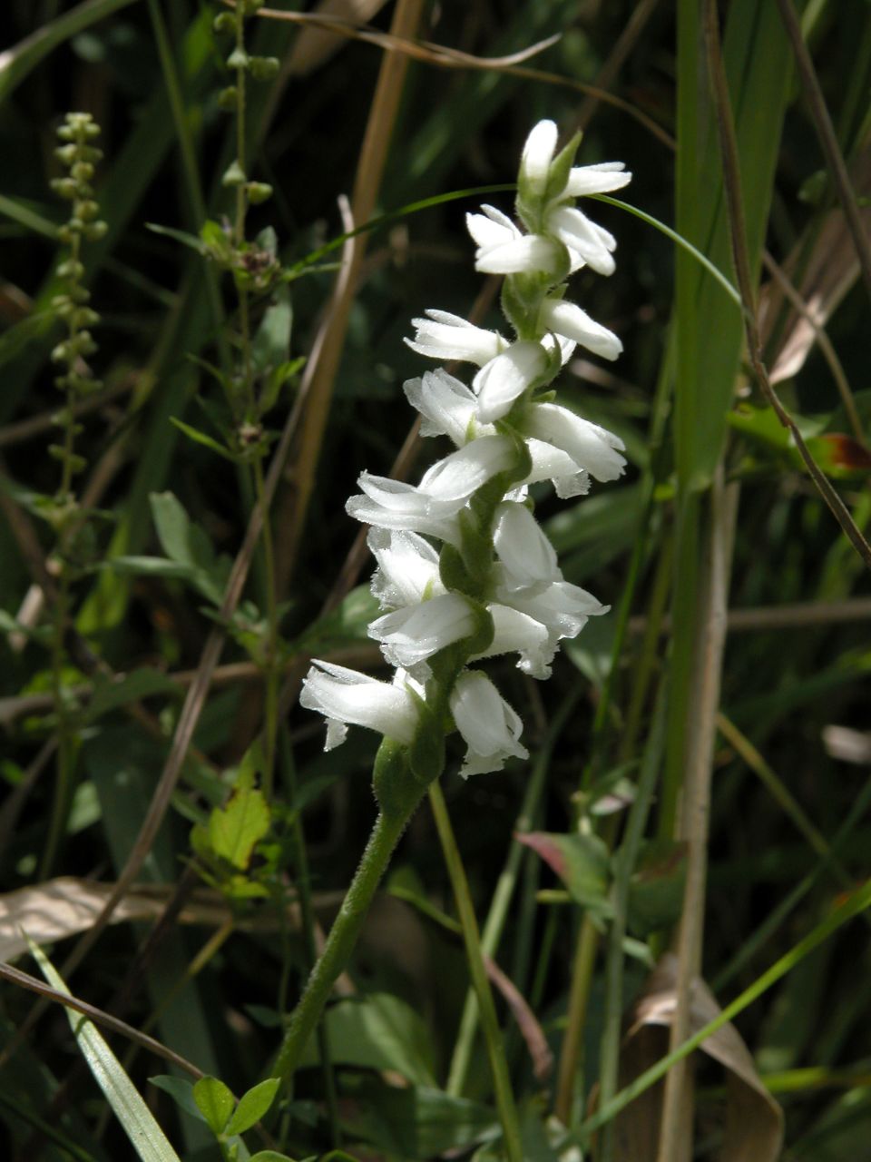 Nodding Ladies'-Tresses