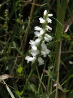 Spiranthes cernua