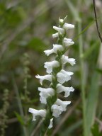 Spiranthes cernua