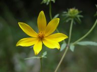 Bidens coronata