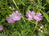 Agalinis purpurea