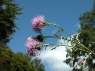 Cirsium discolor