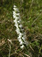 Spiranthes vernalis