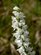 Spiranthes arcisepala