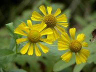 Helenium autumnale