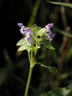 Prunella vulgaris