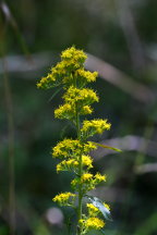 Solidago latissimifolia