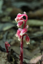 Monotropa hypopithys