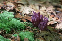 Purple Coral Fungus
