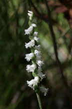 Spiranthes cernua