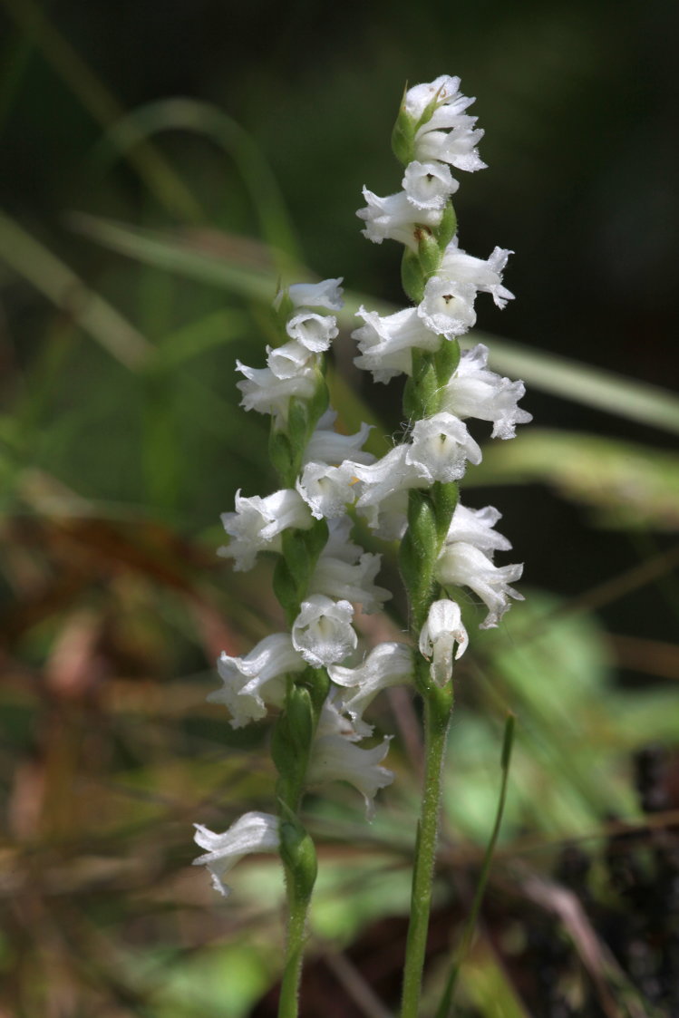 Appalachian Ladies' Tresses