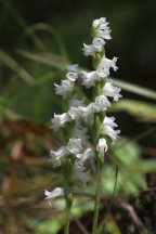 Spiranthes arcisepala