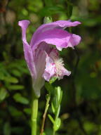 Arethusa bulbosa