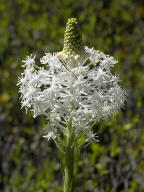 Xerophyllum asphodeloides