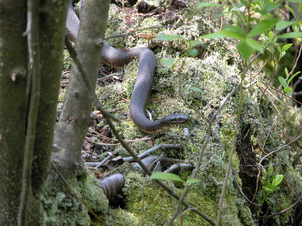 Northern Water Snake