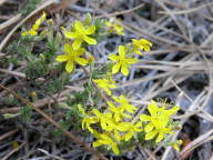 Hudsonia ericoides