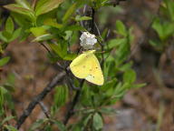 Clouded Sulphur Butterfly