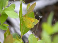 Clouded Sulphur Butterfly