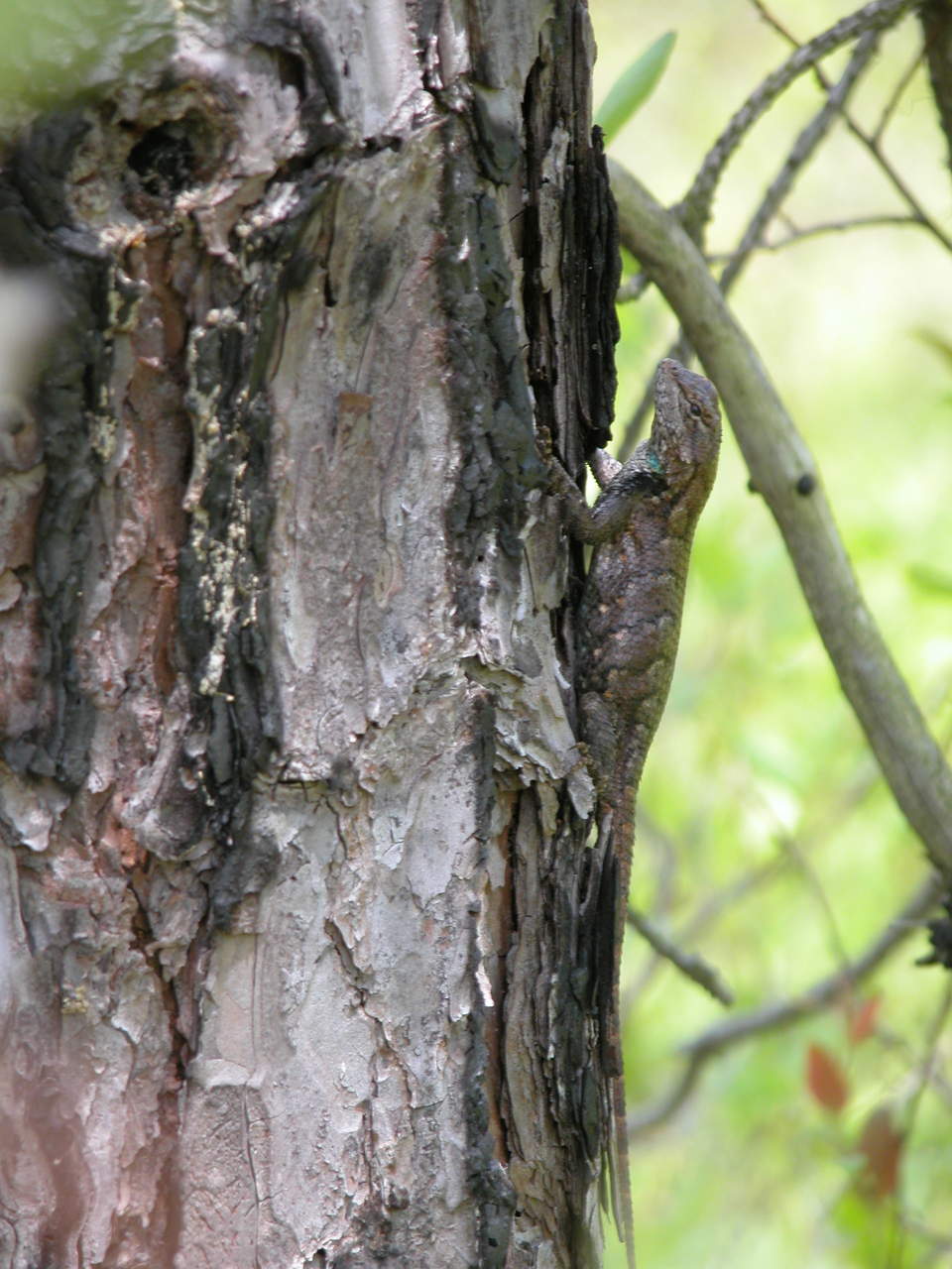 Northern Fence Lizard