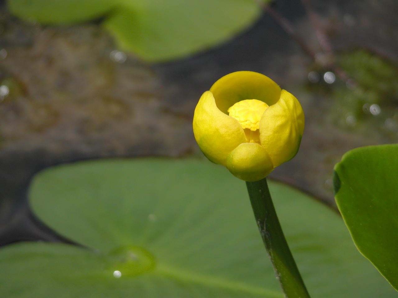 Large Pond Lily
