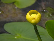 Nuphar lutea ssp. variegata