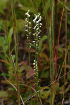 Spiranthes tuberosa