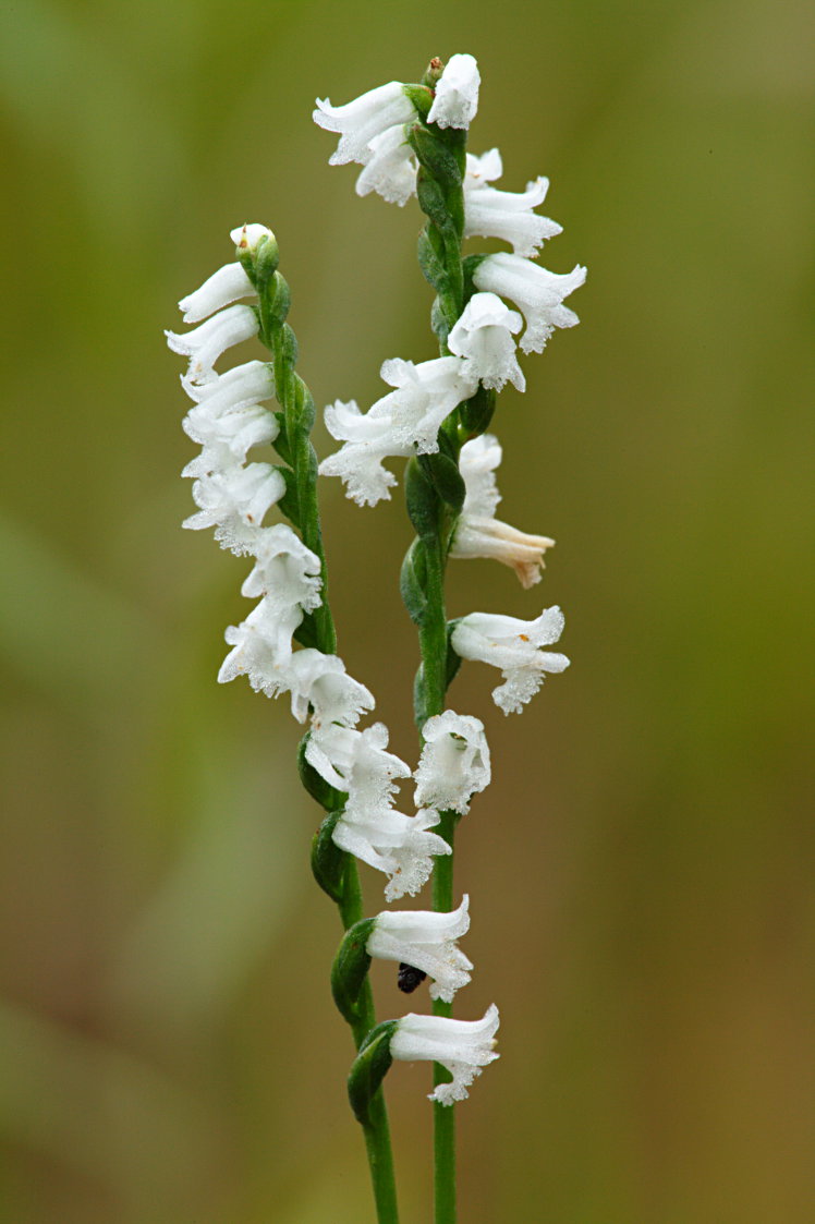 Little Ladies' Tresses