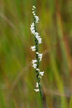 Little Ladies' Tresses