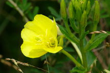 Oenothera biennis